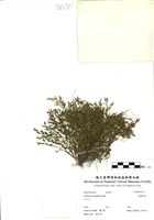 藏品(膜葉卷柏)的圖片